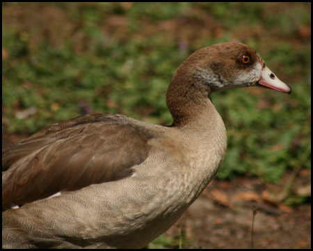 Nilgans