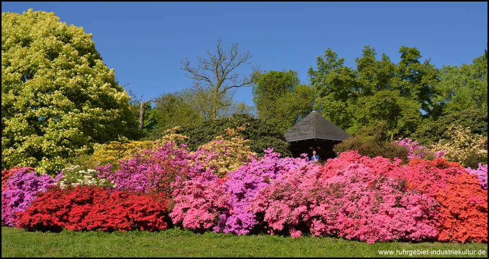 Rhododendrenblüte im Rombergpark Dortmund