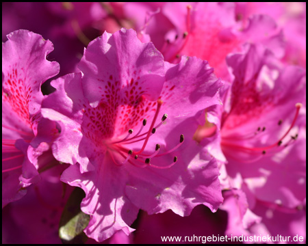 Rhododendrenblüte im Rombergpark Dortmund