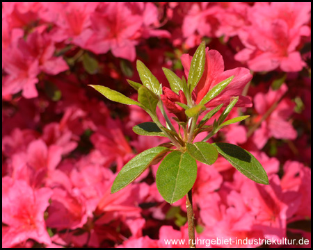 Rhododendrenblüte im Rombergpark Dortmund