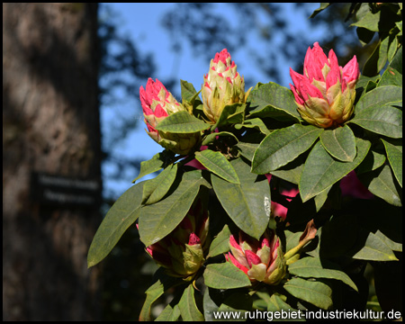 Rhododendrenblüte im Rombergpark Dortmund