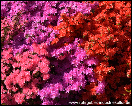 Rhododendrenblüte im Rombergpark Dortmund