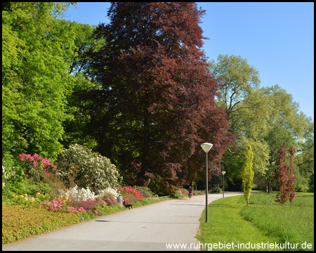 Rhododendrenblüte im Rombergpark Dortmund