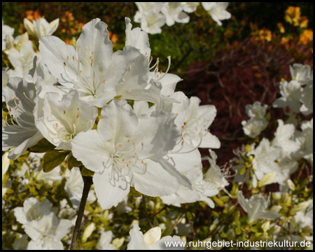 Rhododendrenblüte im Rombergpark Dortmund