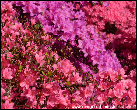 Rhododendrenblüte im Rombergpark Dortmund