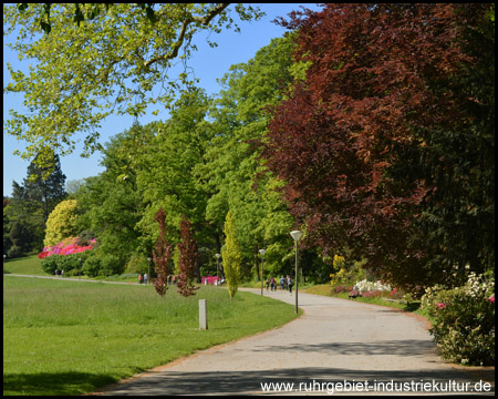 Rhododendrenblüte im Rombergpark Dortmund