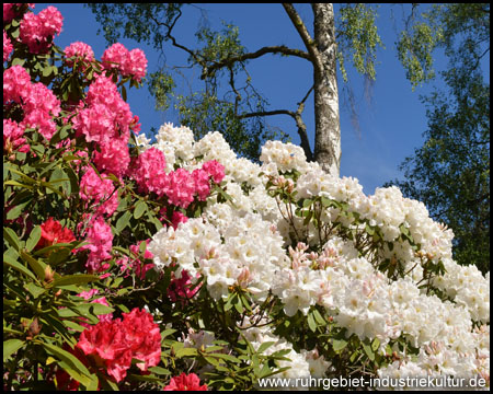 Rhododendrenblüte im Rombergpark Dortmund