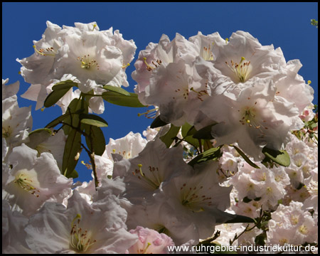 Rhododendrenblüte im Rombergpark Dortmund