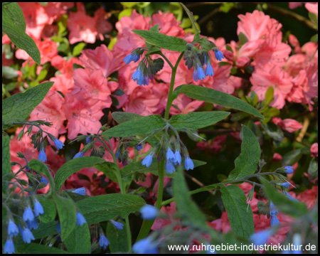 Rhododendrenblüte im Rombergpark Dortmund