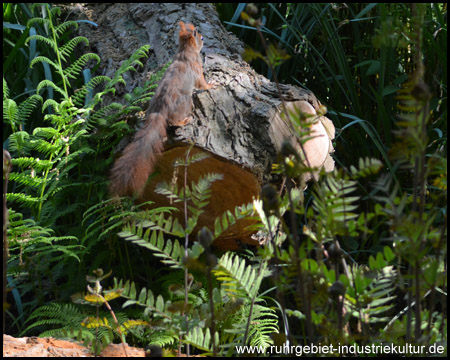 Dickes, aber flinkes Eichhörnchen auf der Flucht