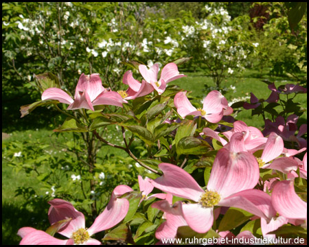 Rhododendrenblüte im Rombergpark Dortmund