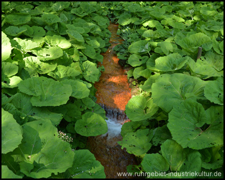 Roter Bach im Rombergpark