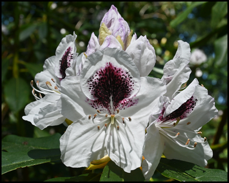 Rhododendren-Blüten