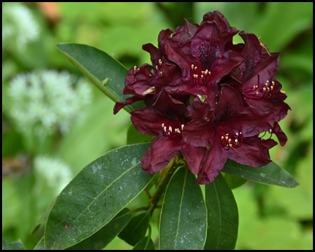 Rhododendren-Blüten