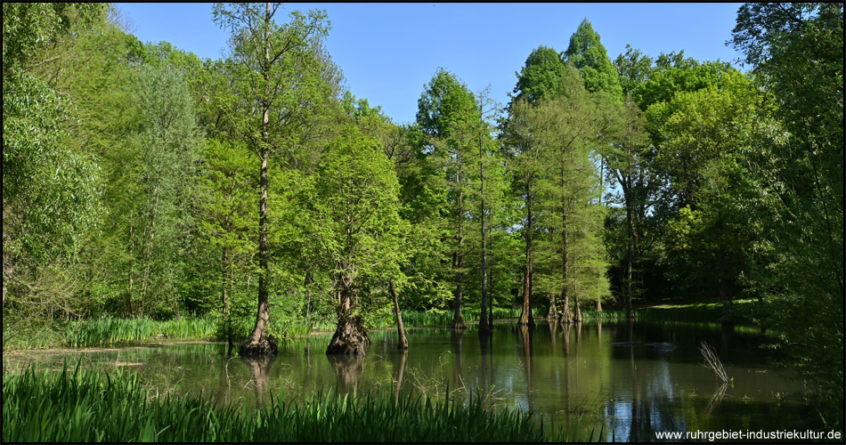 Sumpfzypressen im Rombergpark