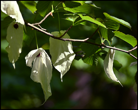 Blüten des Taschentuchbaums