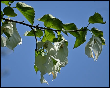 Blüten des Taschentuchbaums