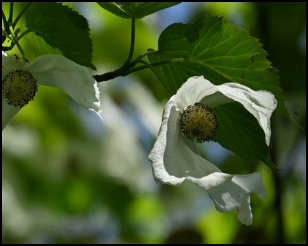 Blüten des Taschentuchbaums