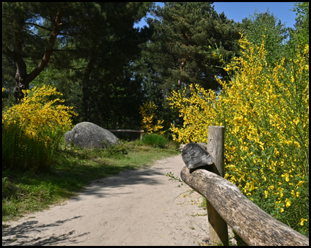 Ginster im Moorbereich des Parks