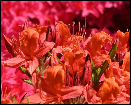 Rhododendren-Blüten