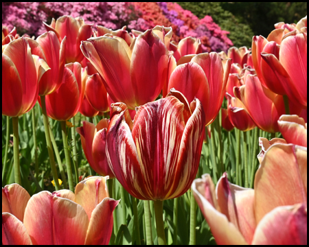 Tulpen im Rombergpark