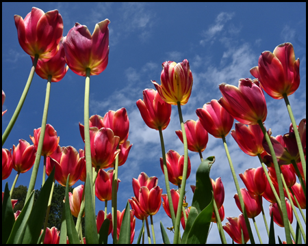 Tulpen im Rombergpark