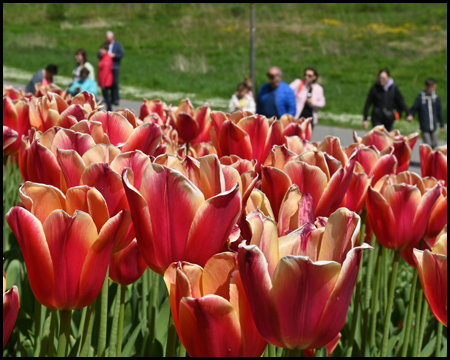 Tulpen im Rombergpark