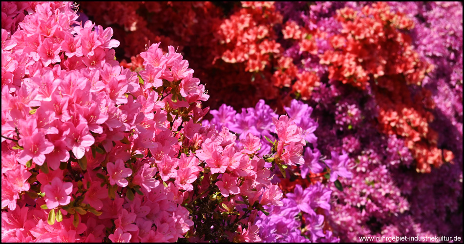 Wand von Rhododendren-Blüten