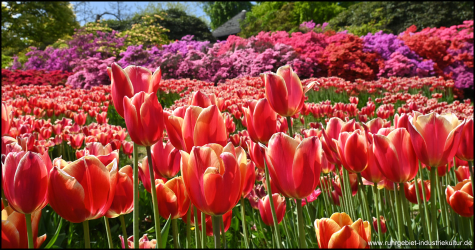 Tulpen im Rombergpark