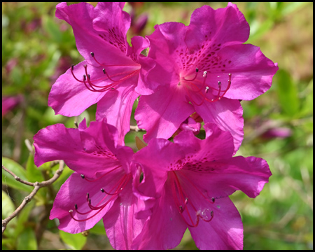 Rhododendron