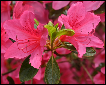 Rhododendron