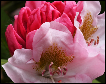 Rhododendrenblüte