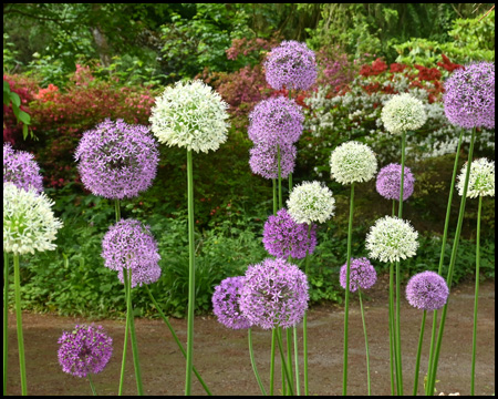 Allium - Zierlauch