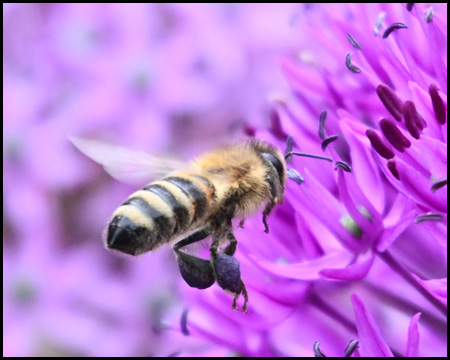 Wildbiene an Zierlauch