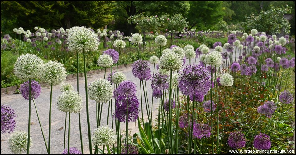 Lauch-Allee im Rombergpark