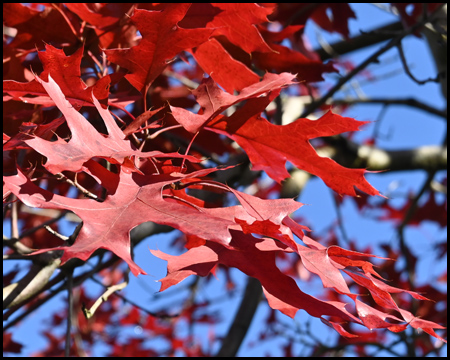 Rote Blätter am Baum