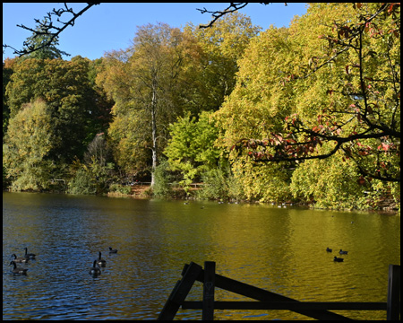 See mit Bäumen, die sich mit herbstlaub im Wasser spiegeln