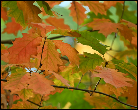 Buntes Laub