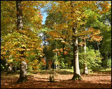 Baum im Herbst