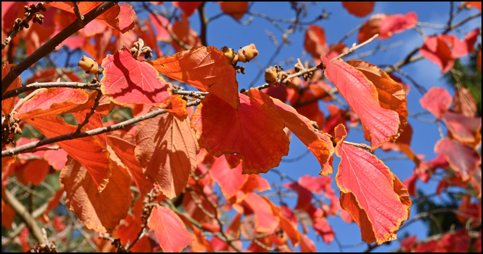 Hammer-Farben: Blätter der Hamamelis (Zaubernuss) im Rombergpark