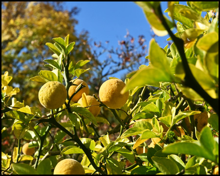 Früchte am Baum