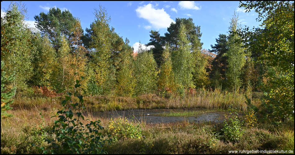 Moor- und Heidelandschaft im Herbst