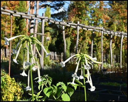 Trompetenförmige Blüten