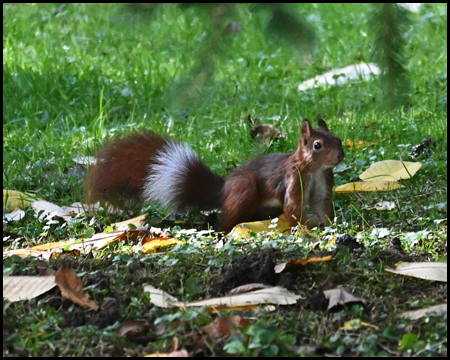 Eichhörnchen