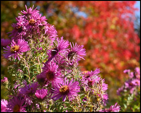 lilafarbene Blüten vor rotem Baum