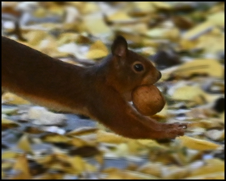 Eichhörnchen mit Nuss im Maul