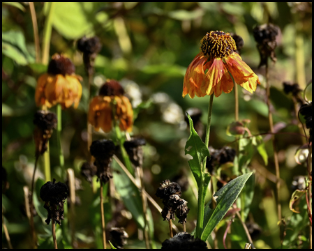 orangefarbene Staude im herbst