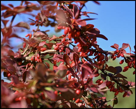 Rote Blätter und Beeren