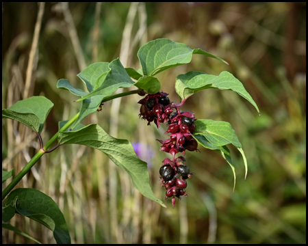 Blüte und Beeren an einer Pflanze