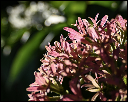 Details einer kugeligen Blüte 